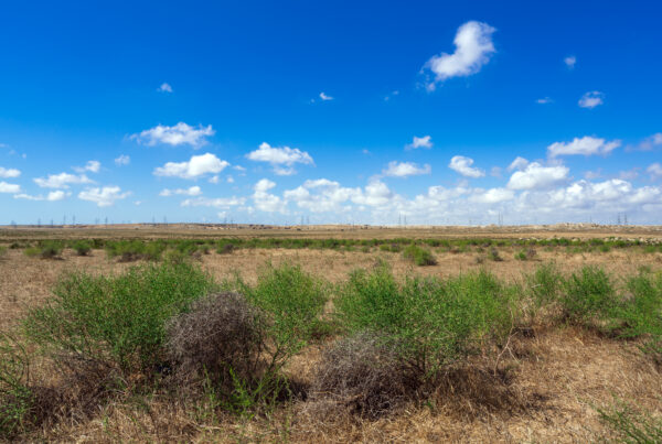 Camel thorn bushes in the steppe