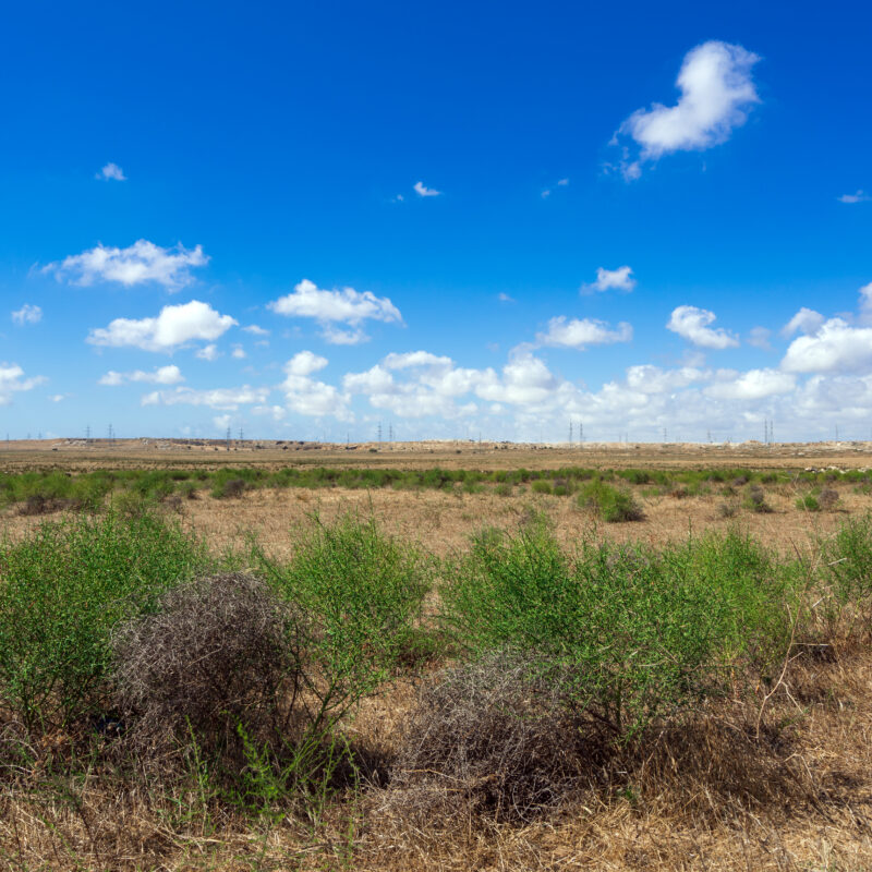 Camel thorn bushes in the steppe